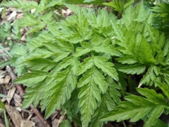 Anthriscus sylvestris