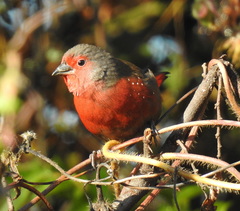 Lagonosticta rubricata