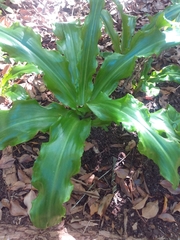 Veltheimia bracteata