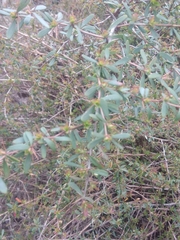 Berberis aggregata
