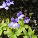Pinguicula dertosensis - Photo (c) Susana Lois, some rights reserved (CC BY-NC), uploaded by Susana Lois