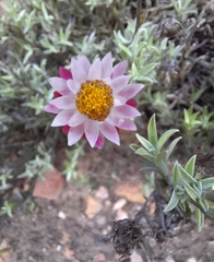 Achyranthemum affine