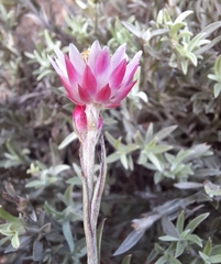 Achyranthemum affine