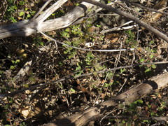 Chaenostoma hispidum