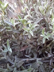 Achyranthemum affine