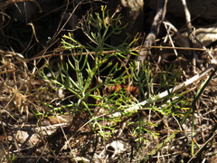 Hymenolepis crithmifolia