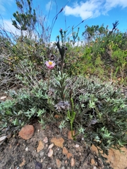 Achyranthemum affine