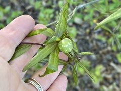 Dryocosmus quercuslaurifoliae