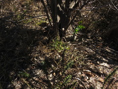 Hymenolepis crithmifolia