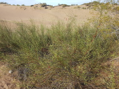Prosopis argentina