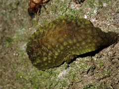 Athoracophorus papillatus