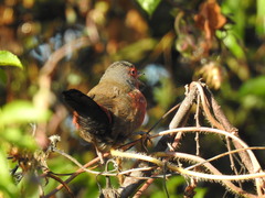 Lagonosticta rubricata