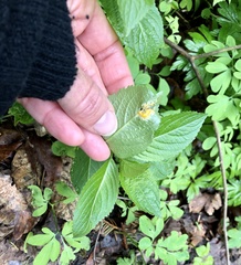 Melampsora rostrupii