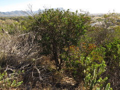 Hymenolepis crithmifolia