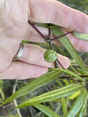 Dryocosmus quercuslaurifoliae
