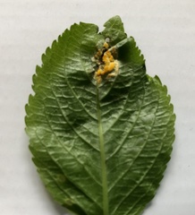 Melampsora rostrupii