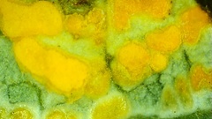 Melampsora rostrupii