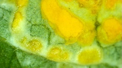 Melampsora rostrupii