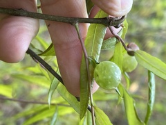 Dryocosmus quercuslaurifoliae