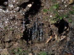 Arachnocampa luminosa