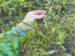Dryocosmus quercuslaurifoliae