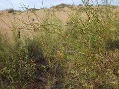 Prosopis argentina