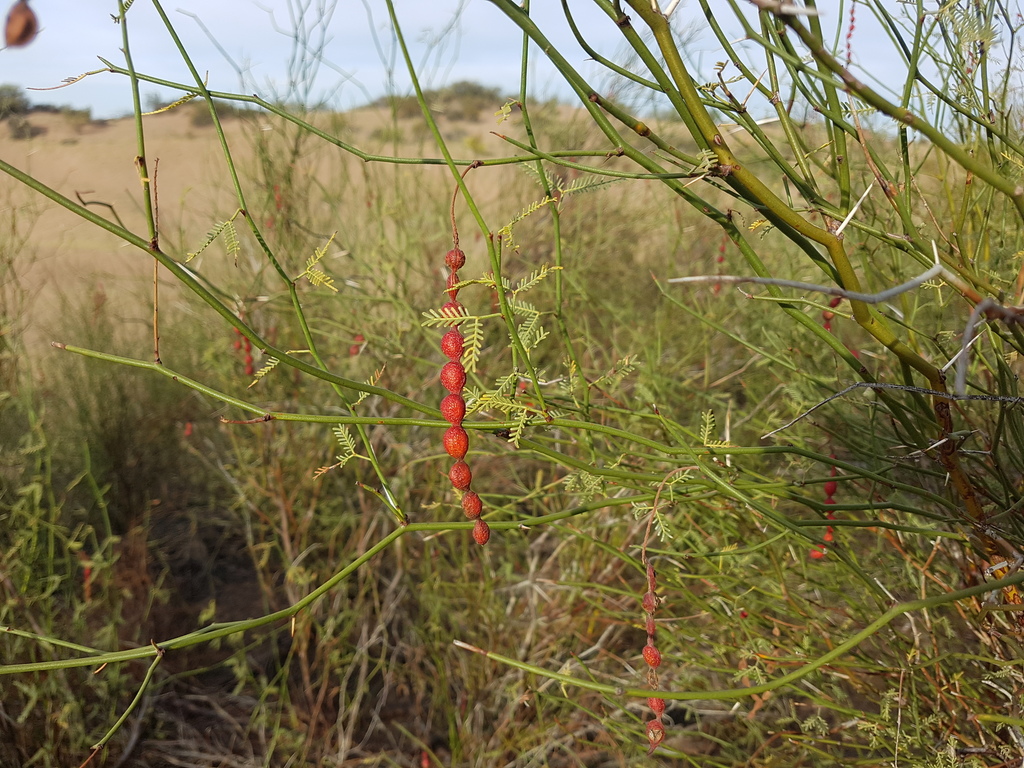 Neltuma argentina
