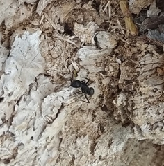Camponotus vagus