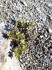 Veronica decumbens