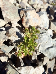 Acaena glabra