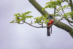 Trogon mesurus