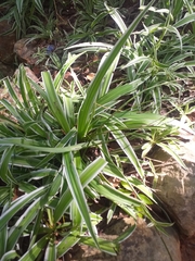 Chlorophytum comosum