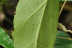 Vincetoxicum hirsutum