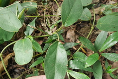 Vincetoxicum hirsutum