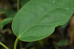 Vincetoxicum hirsutum