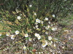 Cistus umbellatus