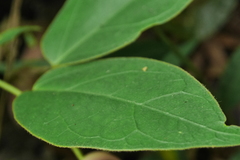 Vincetoxicum hirsutum