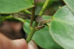 Vincetoxicum hirsutum