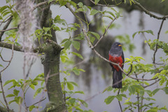 Trogon mesurus