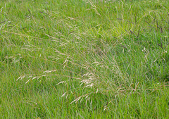 Nassella leucotricha