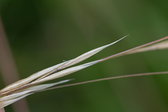 Nassella leucotricha