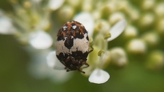 Anthrenus isabellinus