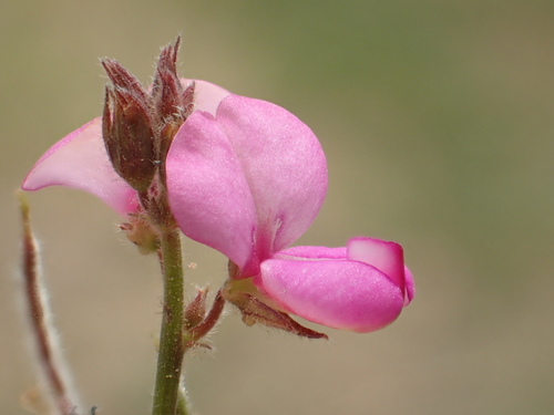 Image of Desmodium scorpiurus by no rights reserved