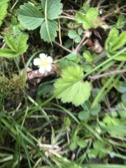 Potentilla sterilis