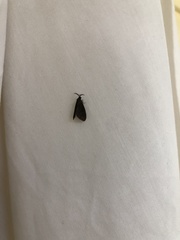 Cryptothelea gloverii