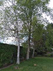 Betula pendula