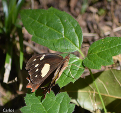 Oxeoschistus tauropolis tauropolis