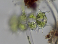 Xanthidium antilopaeum polymazum