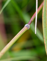 Nassella leucotricha