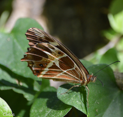 Oxeoschistus tauropolis tauropolis
